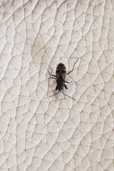 Euander lacertosus