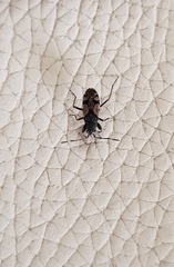Euander lacertosus
