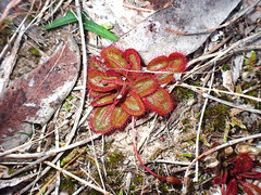 Drosera praefolia