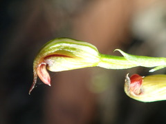 Pterostylis clivosa