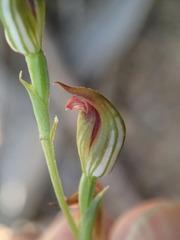 Pterostylis clivosa