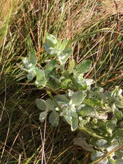 Helichrysum panduratum