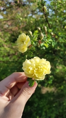 Rosa foetida
