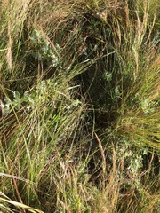 Helichrysum panduratum