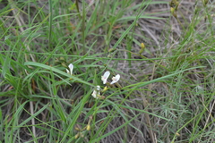 Astragalus ucrainicus