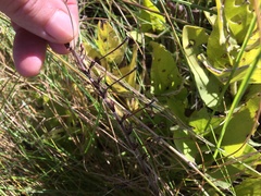 Zaluzianskya pilosa