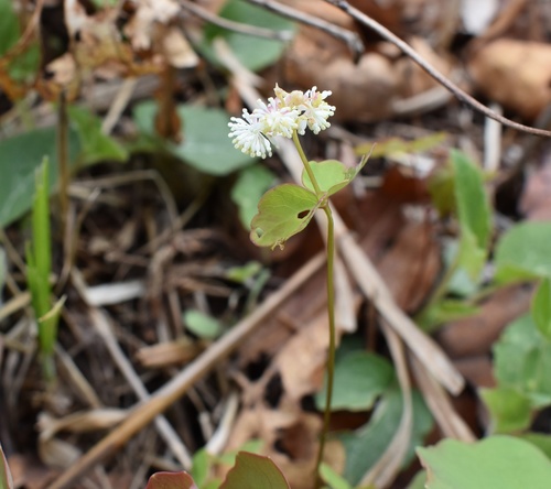 Thalictrum filamentosum, photograph 2