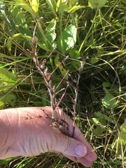 Zaluzianskya pilosa