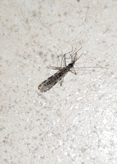 Anopheles annulipes