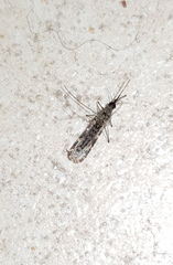 Anopheles annulipes