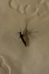 Anopheles annulipes