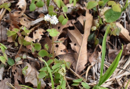 Image of Thalictrum filamentosum by (c) Repina Tatyana, some rights reserved (CC BY)
