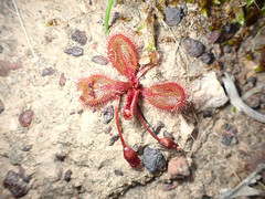 Drosera praefolia