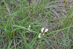 Astragalus ucrainicus