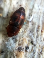 Epuraea unicolor