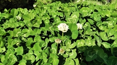 Trifolium repens