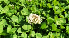 Trifolium repens