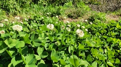 Trifolium repens