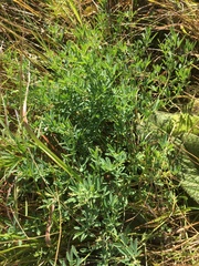 Crotalaria globifera