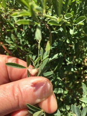 Crotalaria globifera