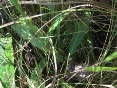 Alepidea peduncularis