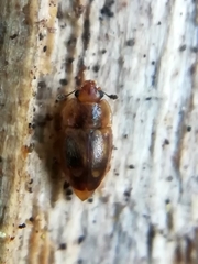 Epuraea imperialis