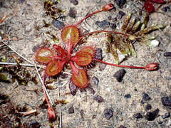 Drosera praefolia