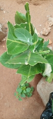 Calotropis procera