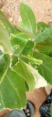 Calotropis procera