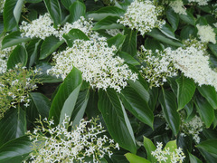 Cornus controversa