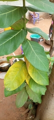 Calotropis procera