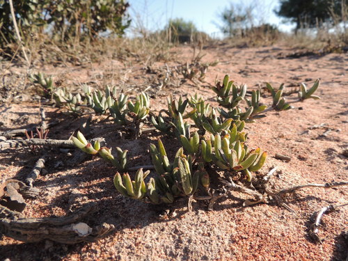 Image of Ruschia geminiflora by (c) Jacques van der Merwe, some rights reserved (CC BY-SA)