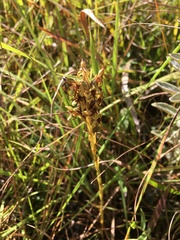 Habenaria lithophila