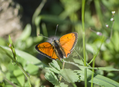 Lycaena ottomanus