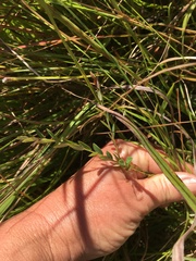 Phyllanthus glaucophyllus