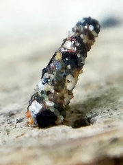 Insecta