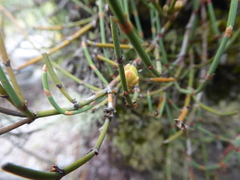 Ephedra americana