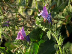 Echium vulgare pustulatum