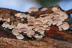 Panellus luxfilamentus