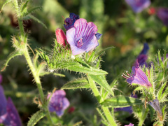 Echium vulgare pustulatum