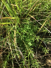 Acalypha glandulifolia