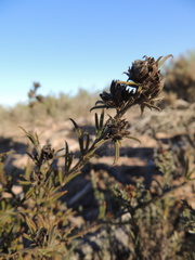 Psoralea uncinata