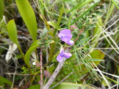 Vicia andicola