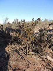 Psoralea uncinata