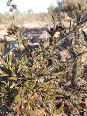 Psoralea uncinata
