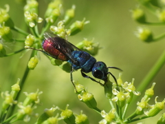 Chrysis analis
