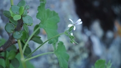 Pelargonium odoratissimum