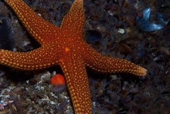 Fromia schultzei