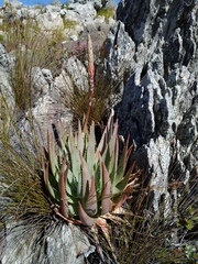 Aloe succotrina