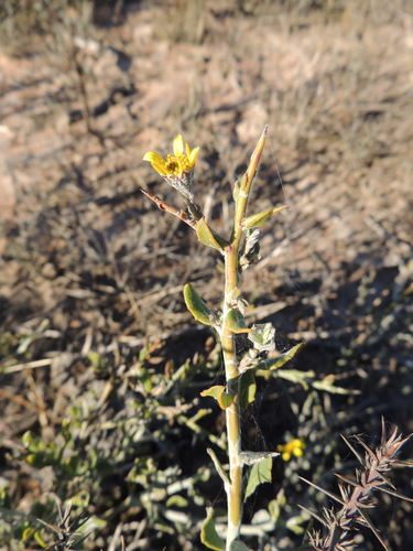 Image of Spiny Boneseed by (c) Jacques van der Merwe, some rights reserved (CC BY-SA)